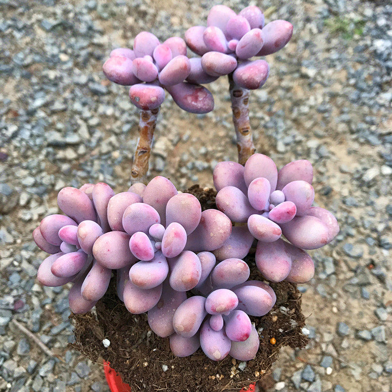 特价多肉植物紫乐老桩巨型大老庄防辐射多肉植物盆栽包