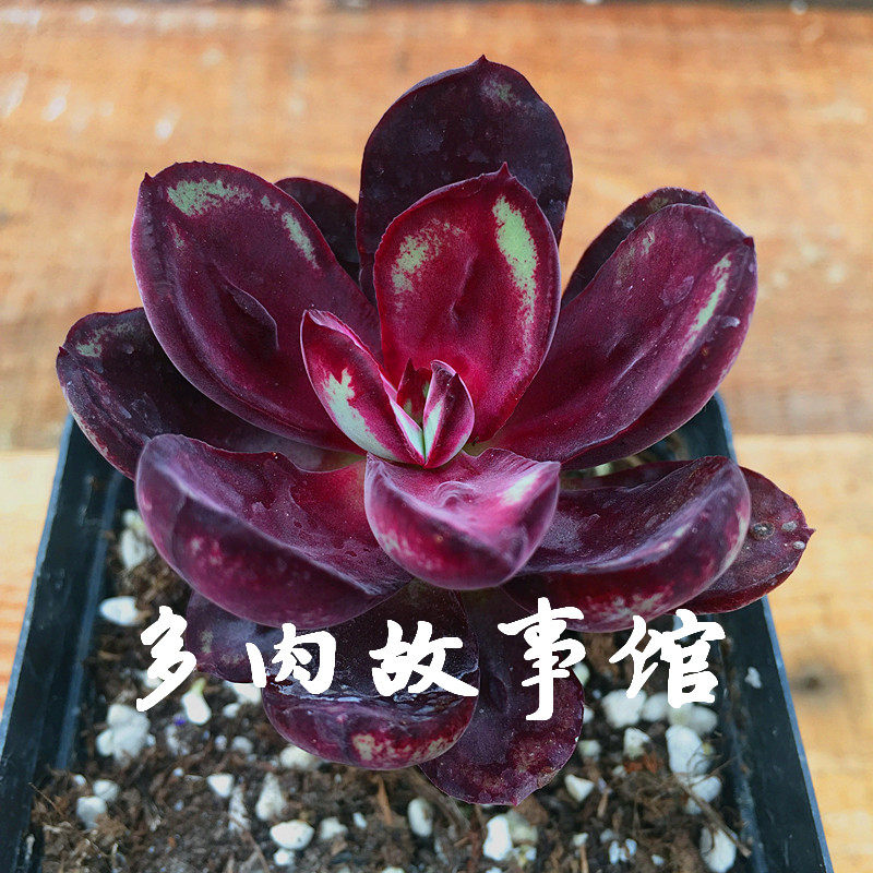 满额包邮多龙骨红丝含盆土发红色萌肉好养阳台多肉植物