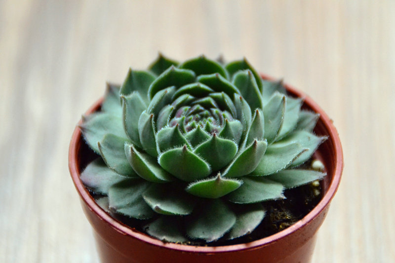 多肉植物【芙蓉卷娟】叶片已出红色 品相较好奇趣植物 多肉故事馆