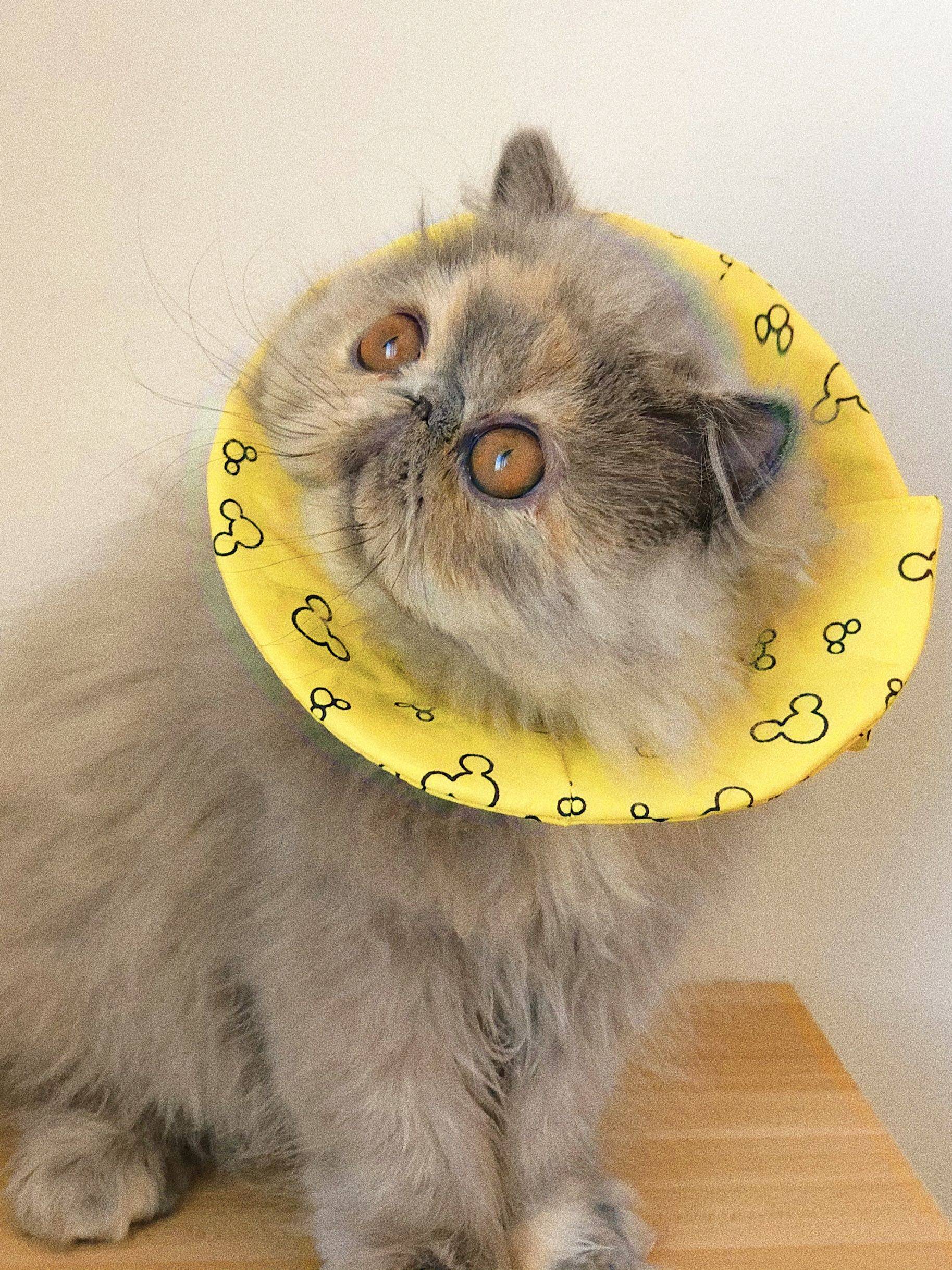 伊丽莎白猫咪项圈防舔圈幼猫专用婴儿初生宠物头罩项圈