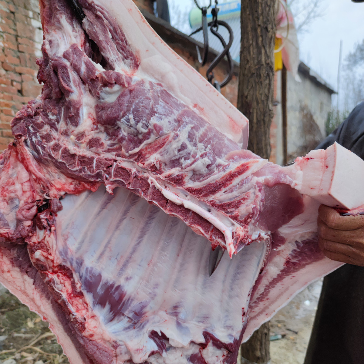 信阳肋条猪腿粮食五花排骨家养农家新鲜猪肉生猪肉