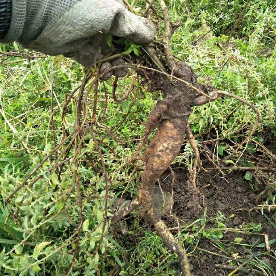 雾水葛根糯米藤根捆仙咄脓草药纯根500g包邮其他药食同源食品