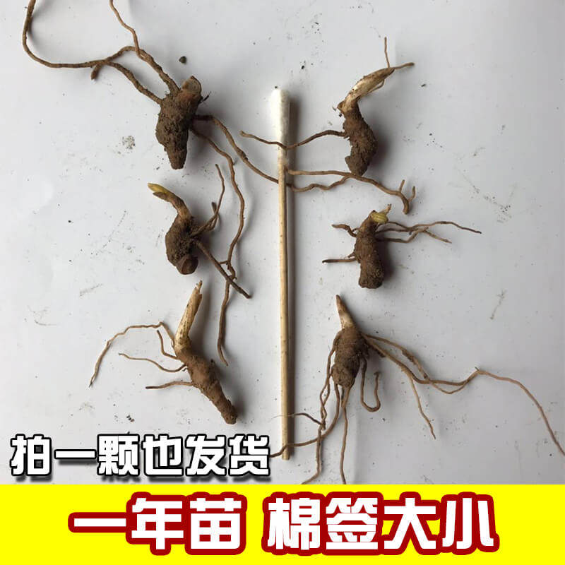 重楼花粉一枝七叶滇重楼南华云南药材种莲独角绿植