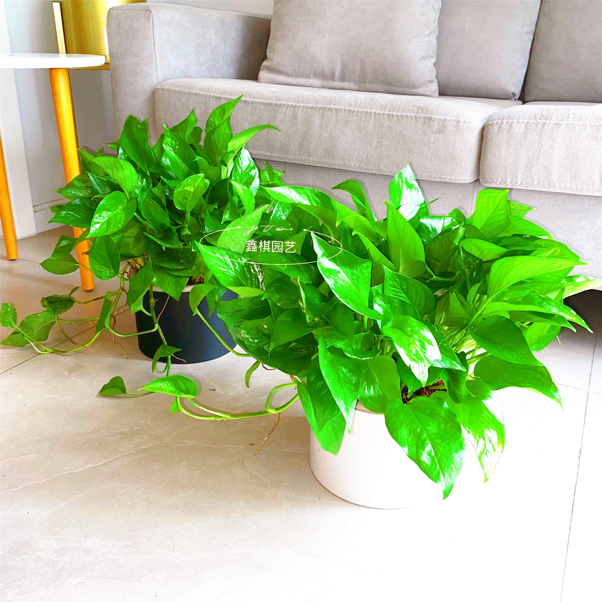 小吊绿萝室内客厅茶几甲醛净化空气植物办公桌盆栽绿植