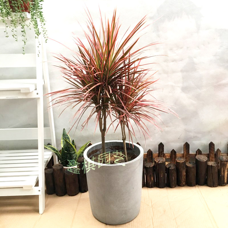 七彩五彩千年盆栽铁树成都大型绿植三色龙血大型绿植