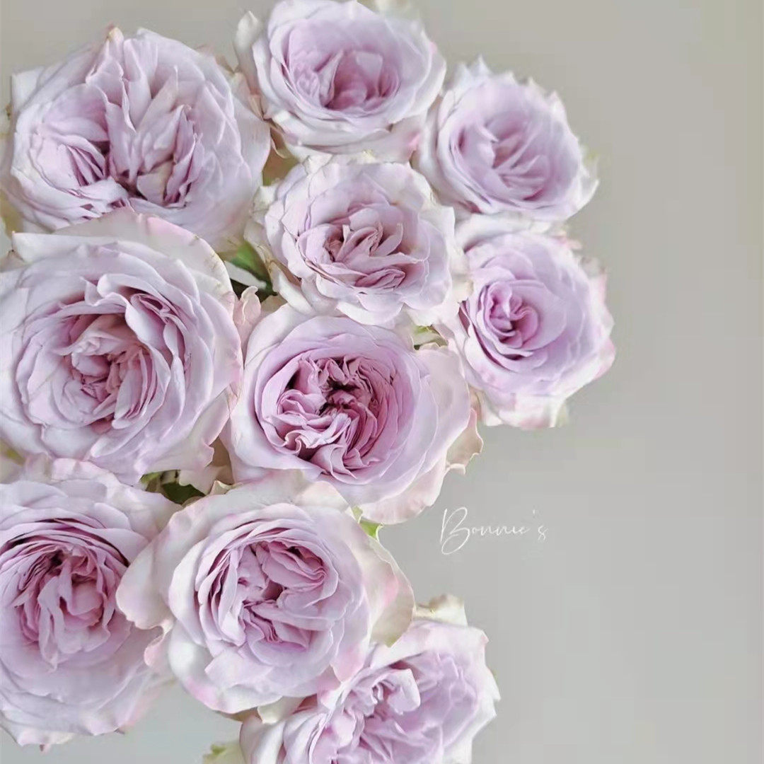 同城严选必达鲜花速递昆明国产紫色玫瑰花海洋之心10支鲜花速递(同城)