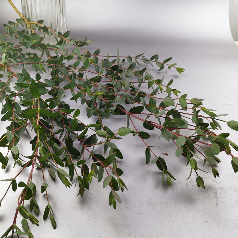 进口花品荷兰小叶尖叶尤加利叶进口花材鲜花速递全国鲜花速递同城