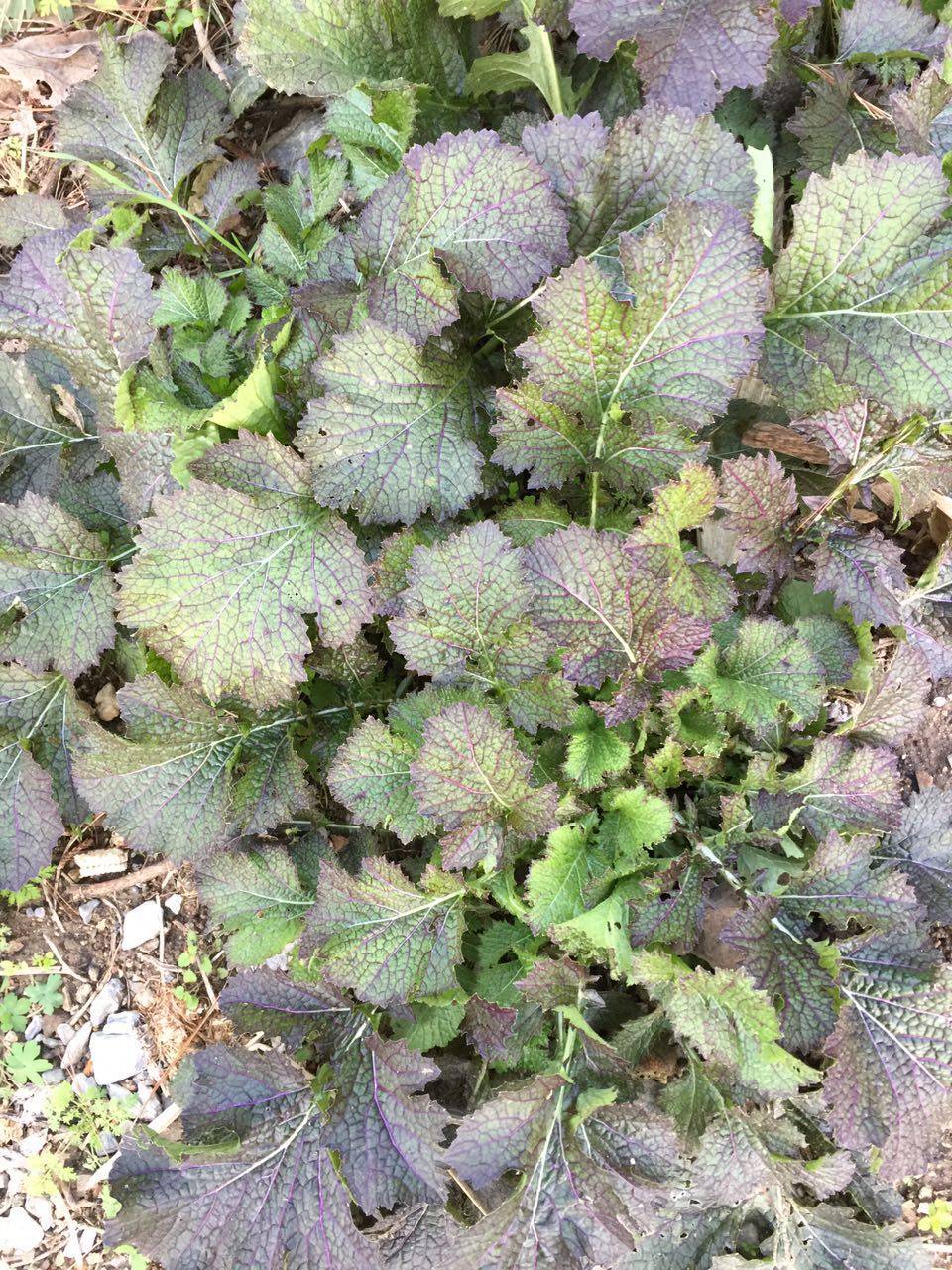 陕南安康石泉特产农家自制浆水菜野油菜辣油菜两份包邮