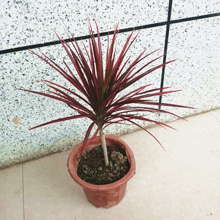 阳台七彩铁巴西铁变色彩色室内装饰盆栽大型观叶窗台绿植