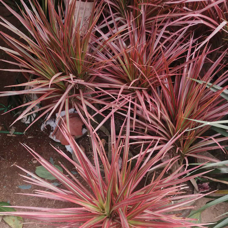 阳台七彩铁巴西铁变色彩色室内装饰盆栽大型观叶窗台绿植