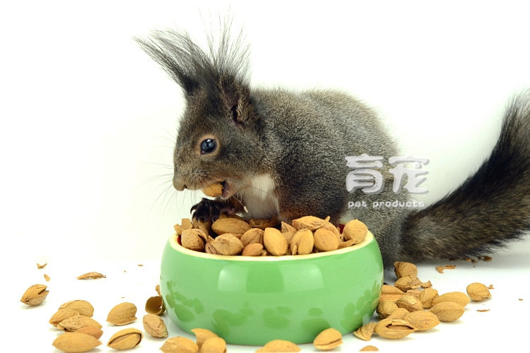 【育宠】生巴金花巴旦木仓鼠达木蜜蜂魔王零食雪地松鼠彩色图片图片