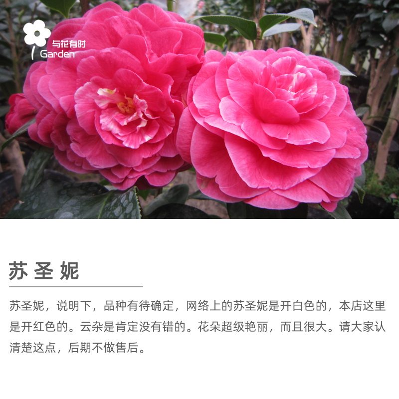 苏圣妮云南山茶花盆栽大小小苗拉力皮特艳红巨型花卉