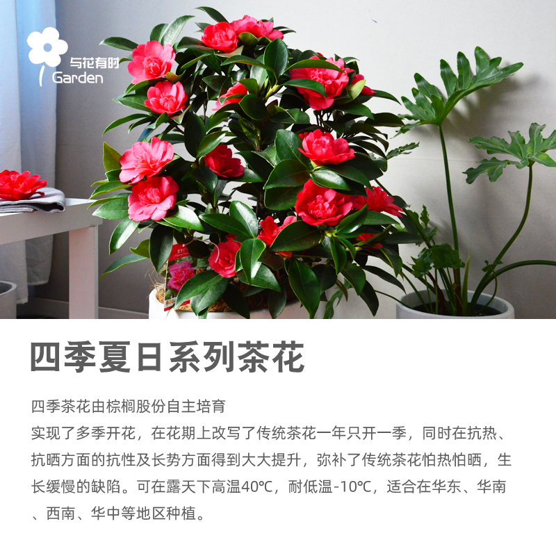四季茶花新品种夏日系列七心茶花夏夜茶花盆栽树苗带花苞耐热抗寒