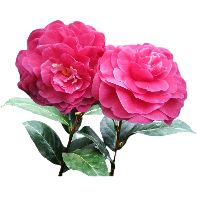 苏圣妮云南山茶花盆栽大小小苗拉力皮特艳红巨型花卉