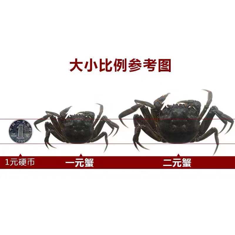 120只公母1一元蟹满黄鲜活小闸蟹六月黄螃蟹老头蟹大闸蟹河蟹包邮