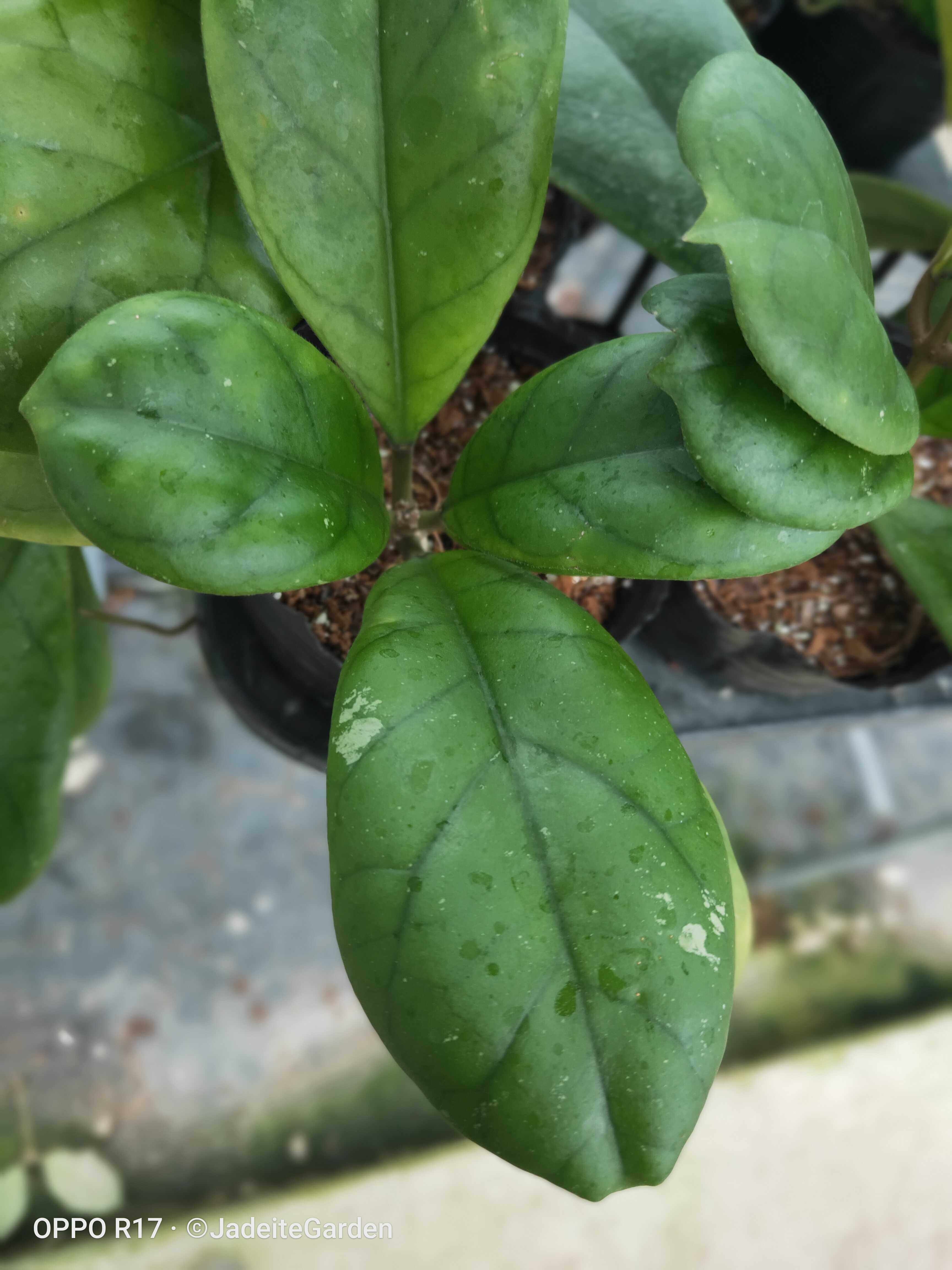 紫霞仙子球兰hoyaviola时令草本花卉