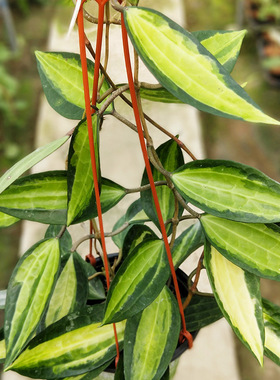 大叶内锦(运输易损)球兰