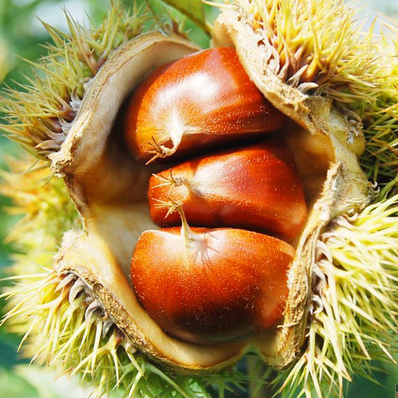 【蔬菜满98包邮】2016新鲜生板栗子罗田板栗仁坚果零食去外壳