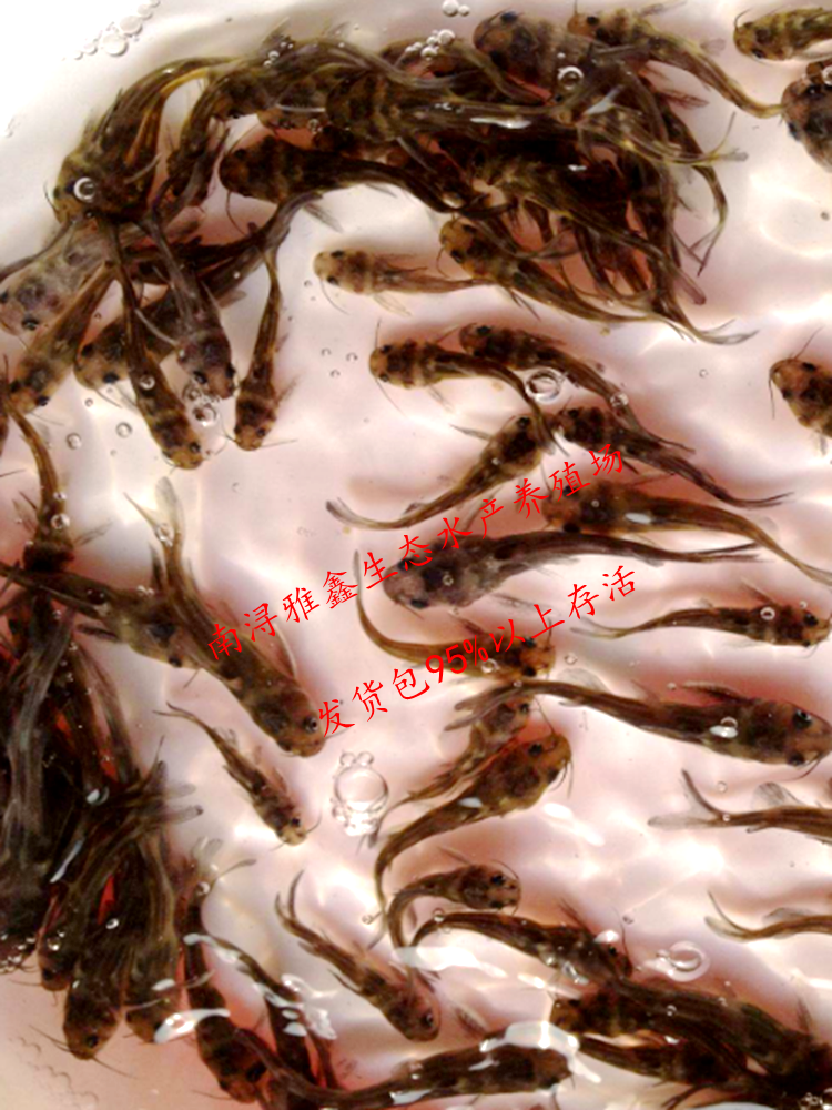 黄颡鱼苗黄辣丁苗刺黄骨鱼苗昂公苗汪丁苗淡水活体养殖鱼苗饲料