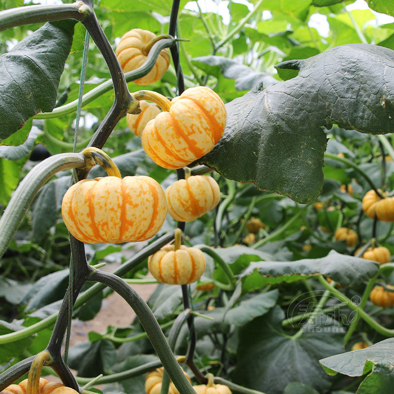 芝麻精选官网高产绿贝贝迷你小南瓜种子种籽苗板栗味四季板粟日本蔬菜