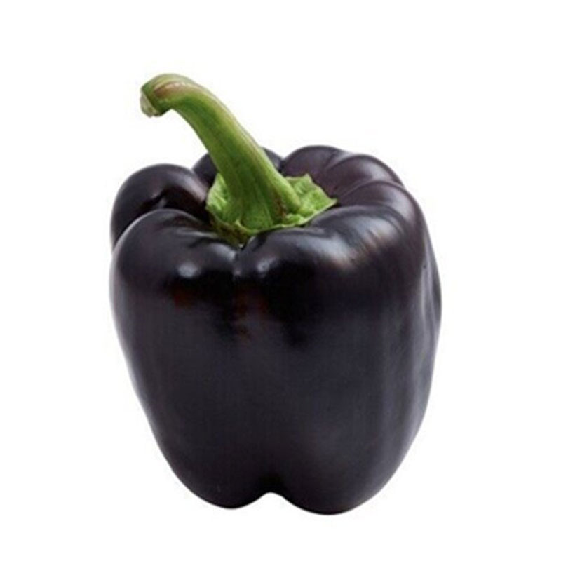 荷兰紫水晶甜椒种子紫色五彩彩椒辣椒种籽春秋家庭园艺种子