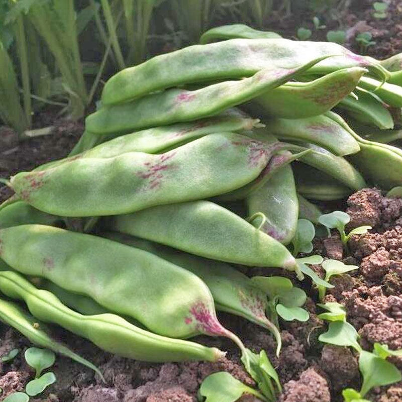 东北产油四季大宽扁豆蔬菜高产油架豆一点红种子家庭园艺种子