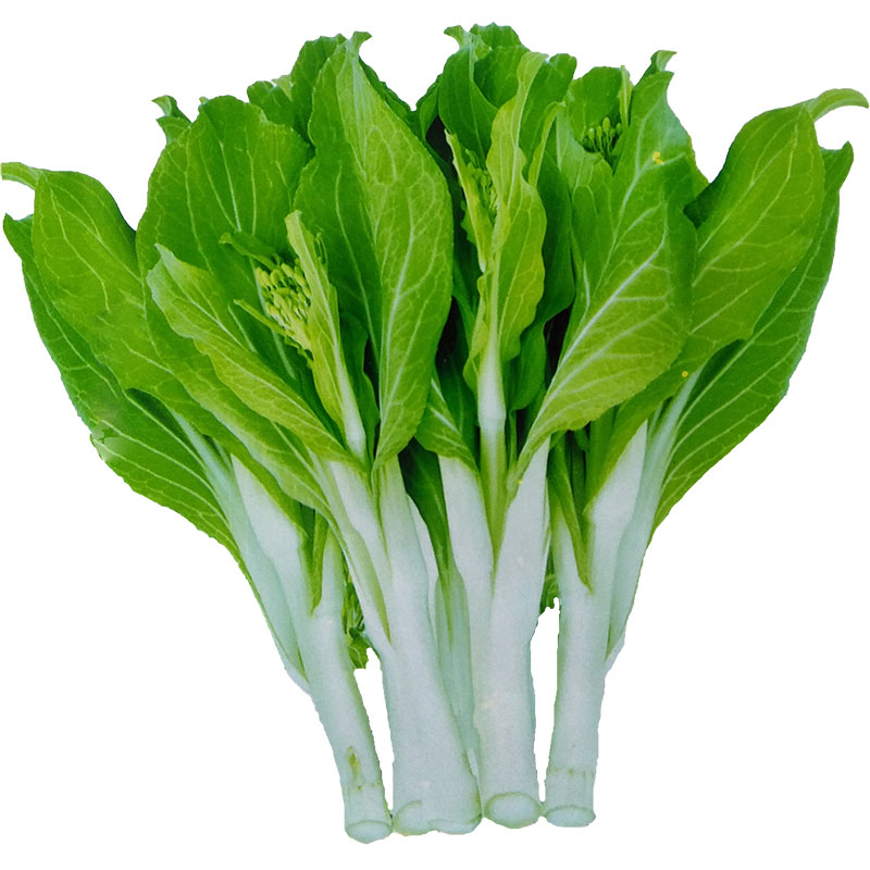 菜苔白菜苔四季菜籽芯莱孑菜蔬菜菜心菜种苔菜家庭