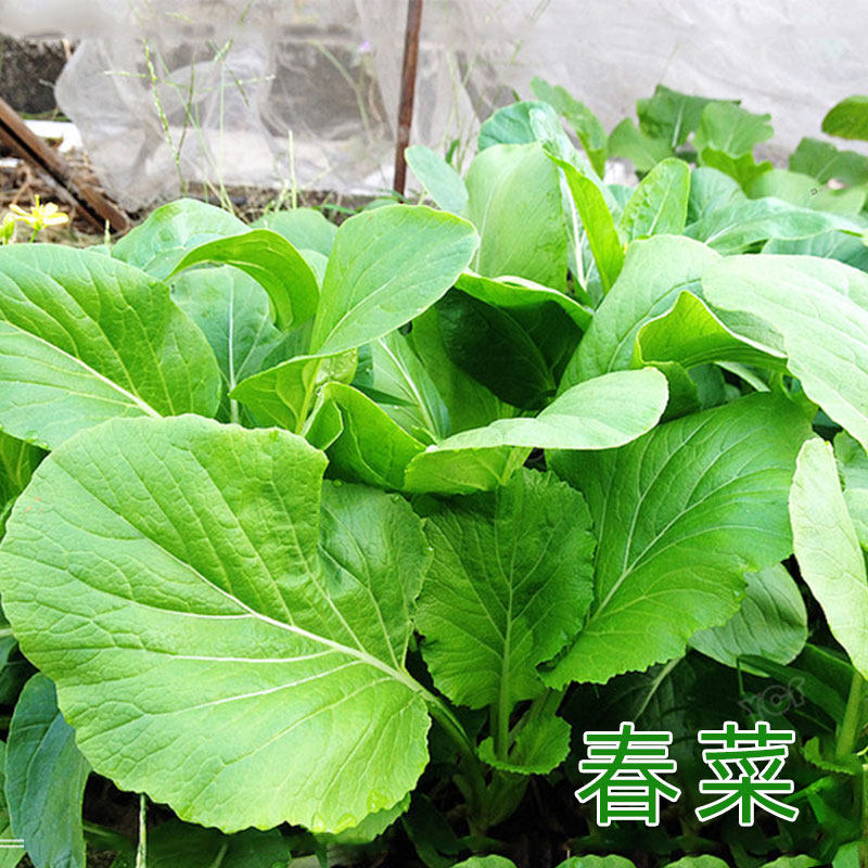 潮汕春菜种子小白菜青菜种籽芥菜四季菜种盆栽家庭园艺种子