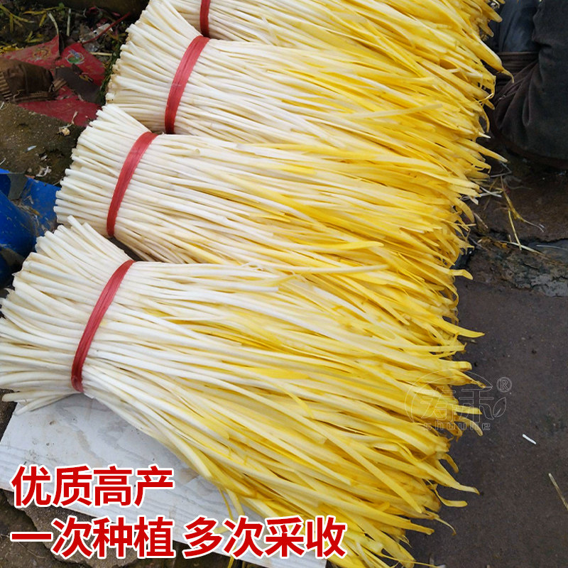 韭黄种子种籽黄韭蔬菜苗四季盆栽菜籽菜种籽种家庭园艺种子