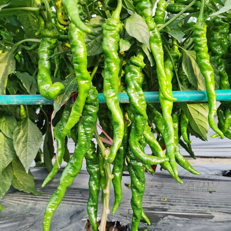 高产巨型陇椒种子香辣特大辣椒种籽螺丝薄皮家庭园艺种子