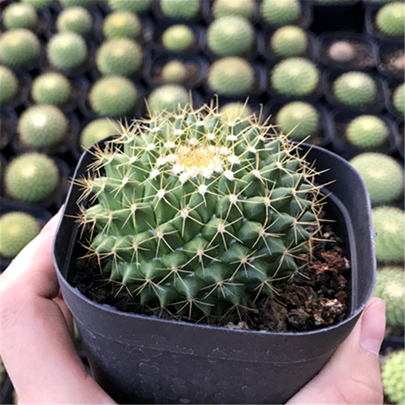 多肉植物金洋丸仙人绿色防辐射甲醛阳台多肉植物