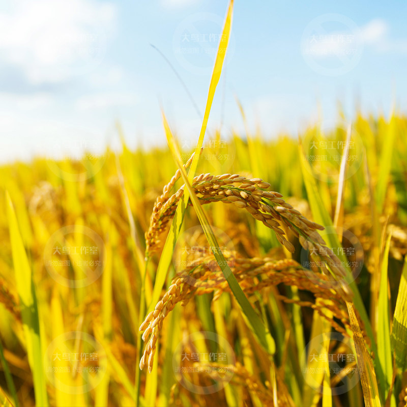 美丽稻田设计素材大图乡村田野农作物水稻秧苗稻穗设计素材