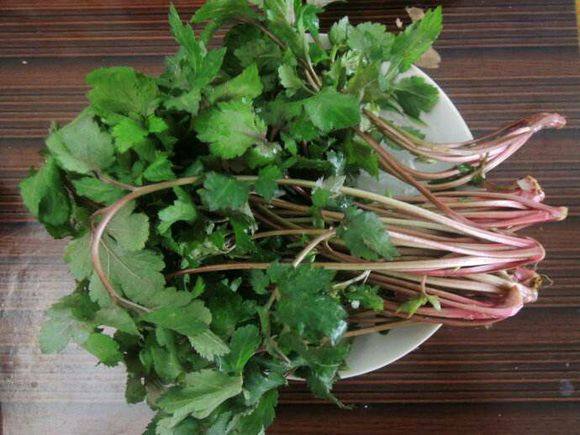 潮汕珍珠菜苗真珠花菜大苗带土红脚艾白苞蒿绿植