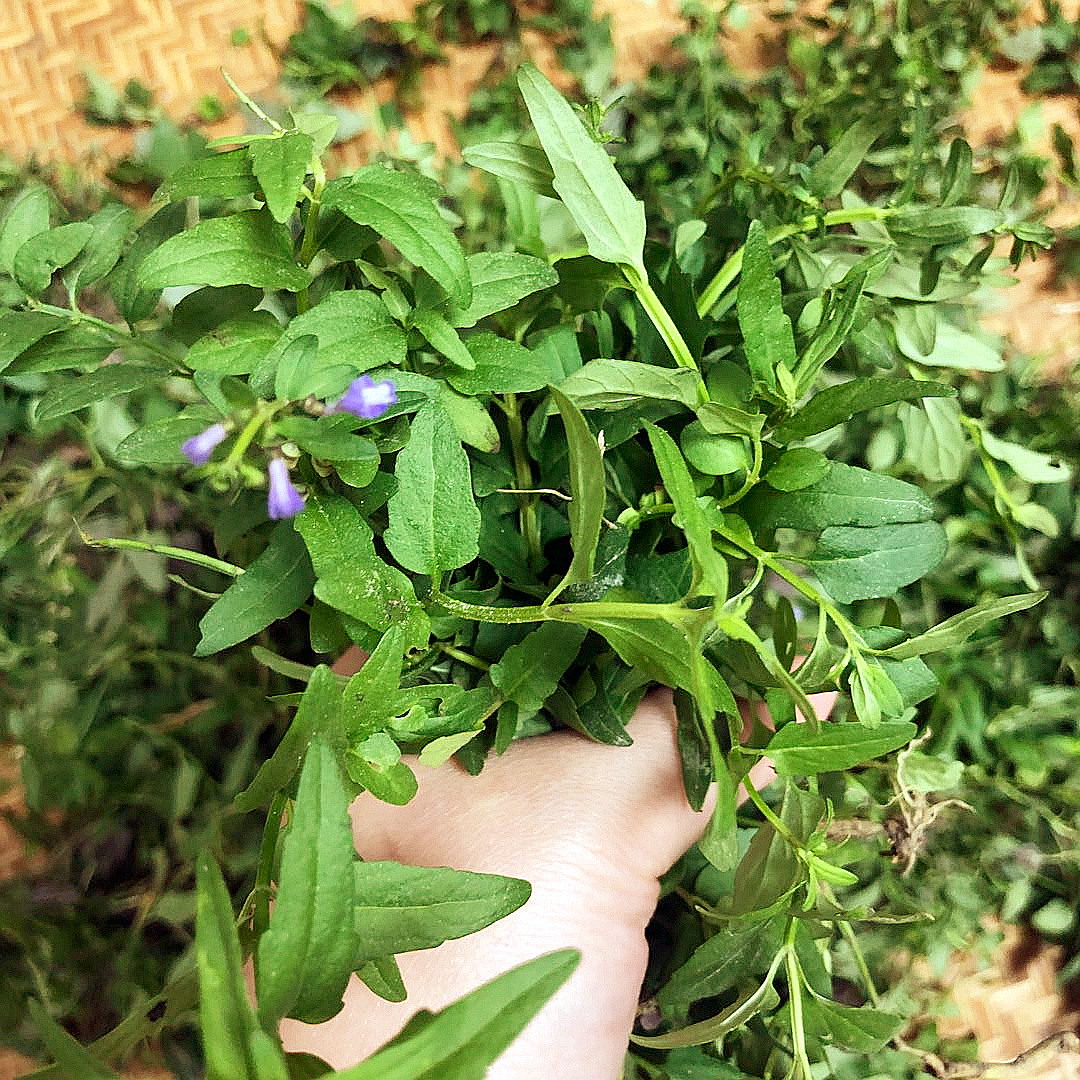 潮汕中草药新鲜半枝莲也叫小号四方枝韩信草500g纯野生四条棱干货