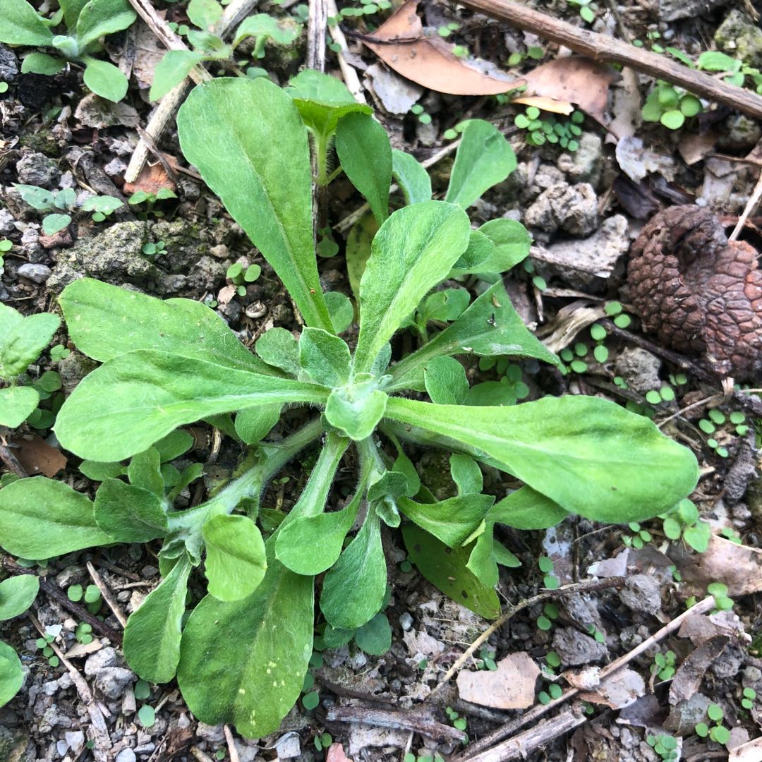 包邮野生现采嫩芽鼠壳草潮汕白心田艾团新鲜青草鼠曲草青团清明菜
