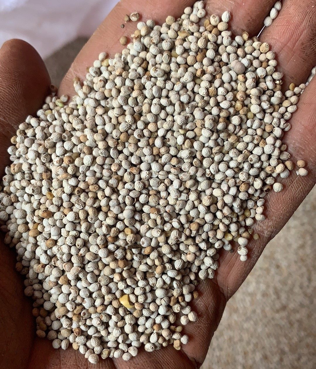 新白苏颗粒白苏软苏鸟食鸟粮鹦鹉金丝雀芙蓉黄雀鸟食