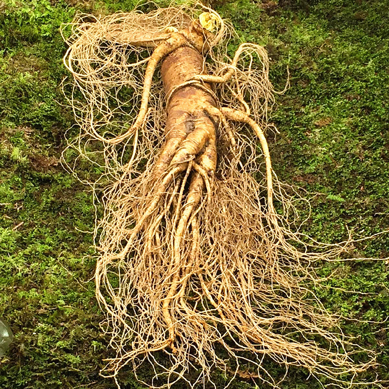 人参长白山新鲜鲜参现挖人生泡酒东北吉林特大人参