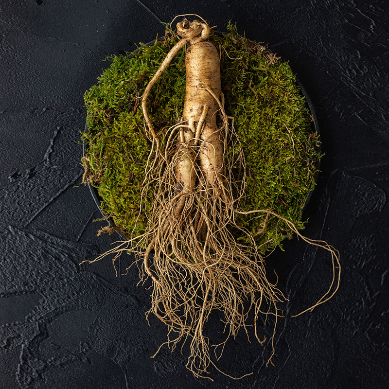 【单只3两150克】长白山人参新鲜人参现挖现卖鲜参鲜园参抚松人参