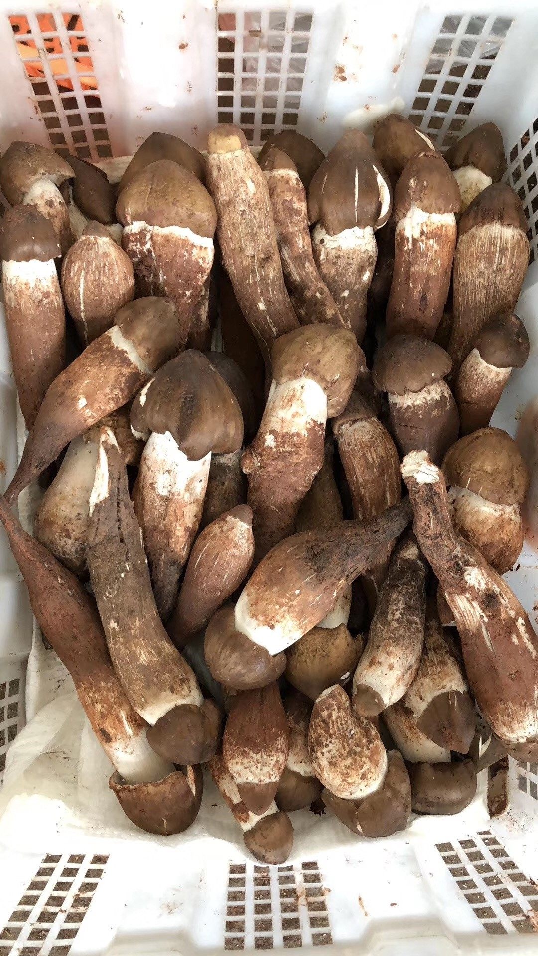 云南新鲜鸡枞菌 荔枝鸡棕菌 鸡纵菌 云南野生菌非新鲜松茸500g-寻一家