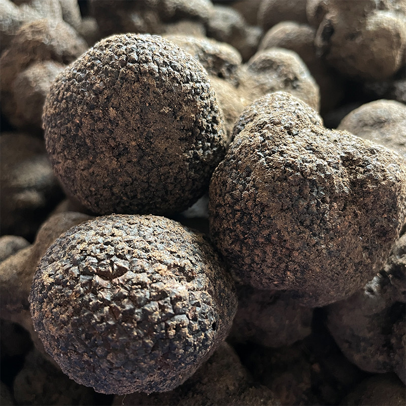 野生新鲜黑松成熟松露云南南高黎贡山猪拱菌块新鲜松茸