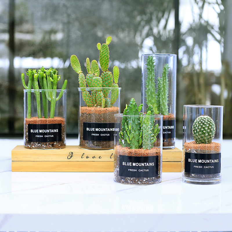 仙人玻璃盆栽开花植物室内小多肉微景观仙人掌多肉植物