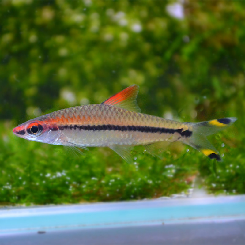 活体南美群游一眉道人灯鱼小型冷水热带观赏鱼鱼