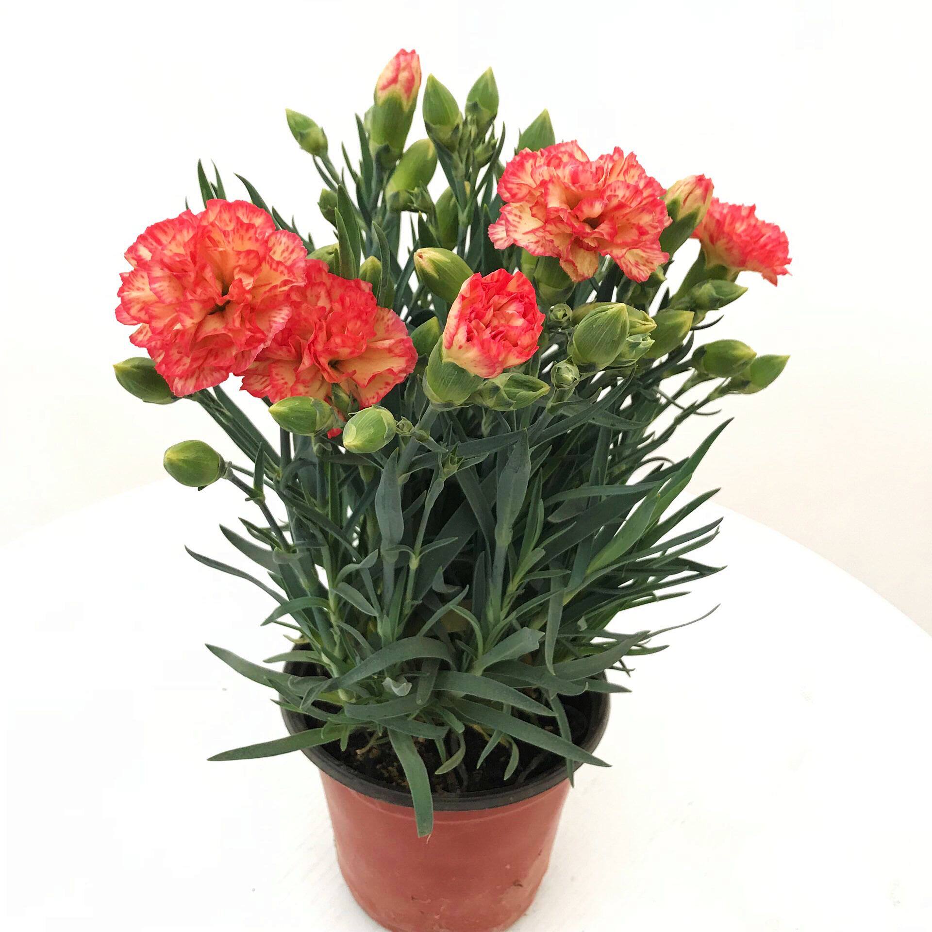 康乃馨盆栽带花苞花苗室内阳台庭院绿植好养四季开花植物花卉