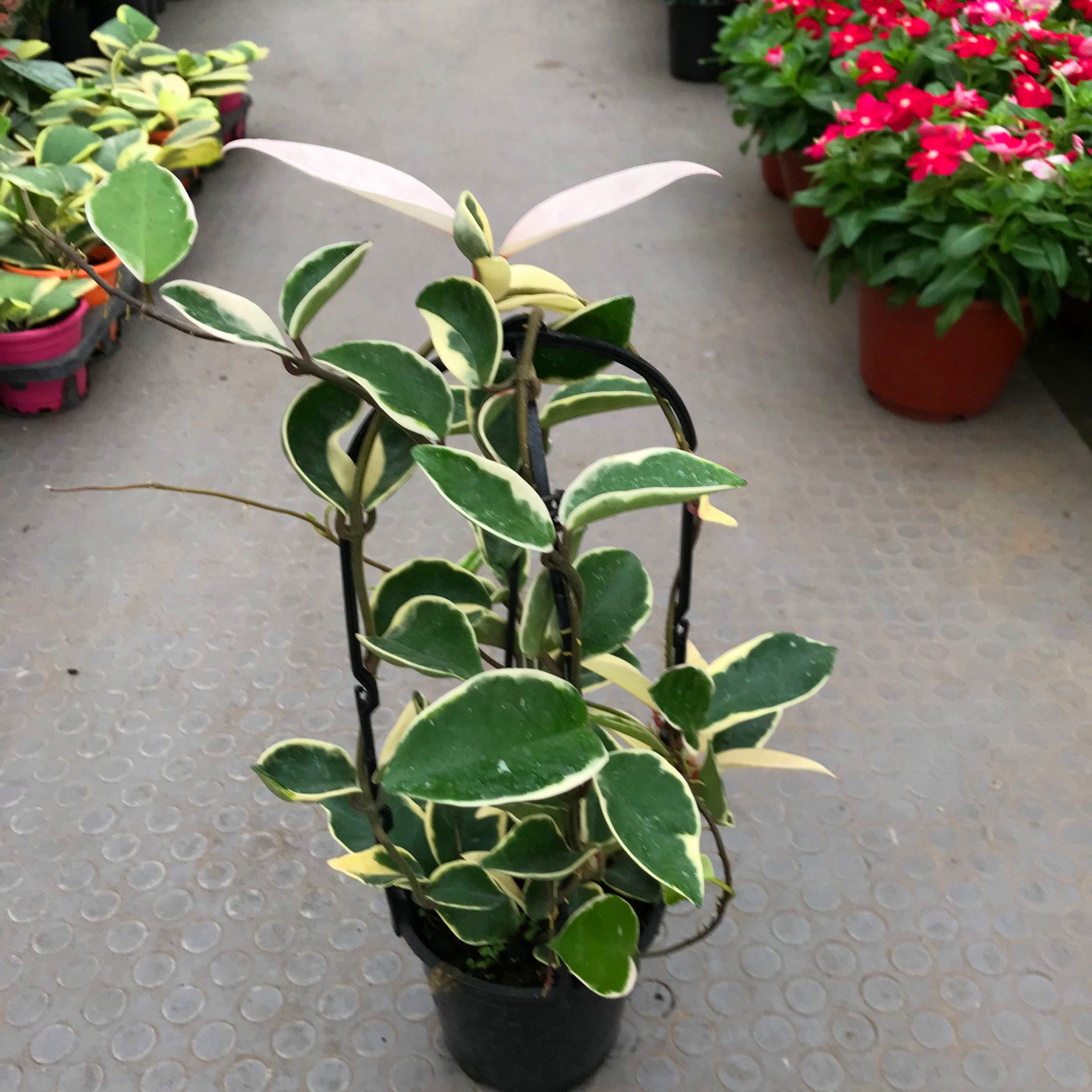 植物球兰攀爬花叶盆栽心叶心形花卉花卉