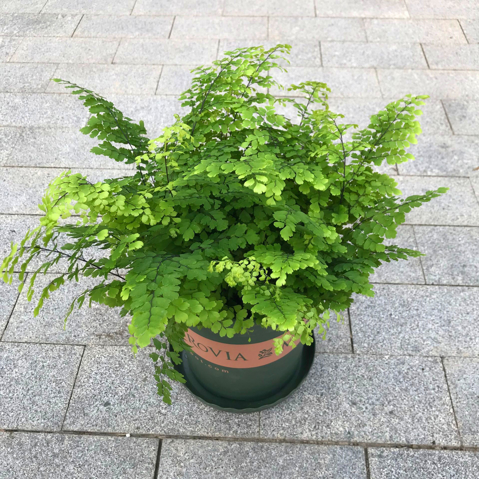 植物铁线蕨蕨类花卉凤尾波斯顿室内耐阴盆栽阳台观绿植