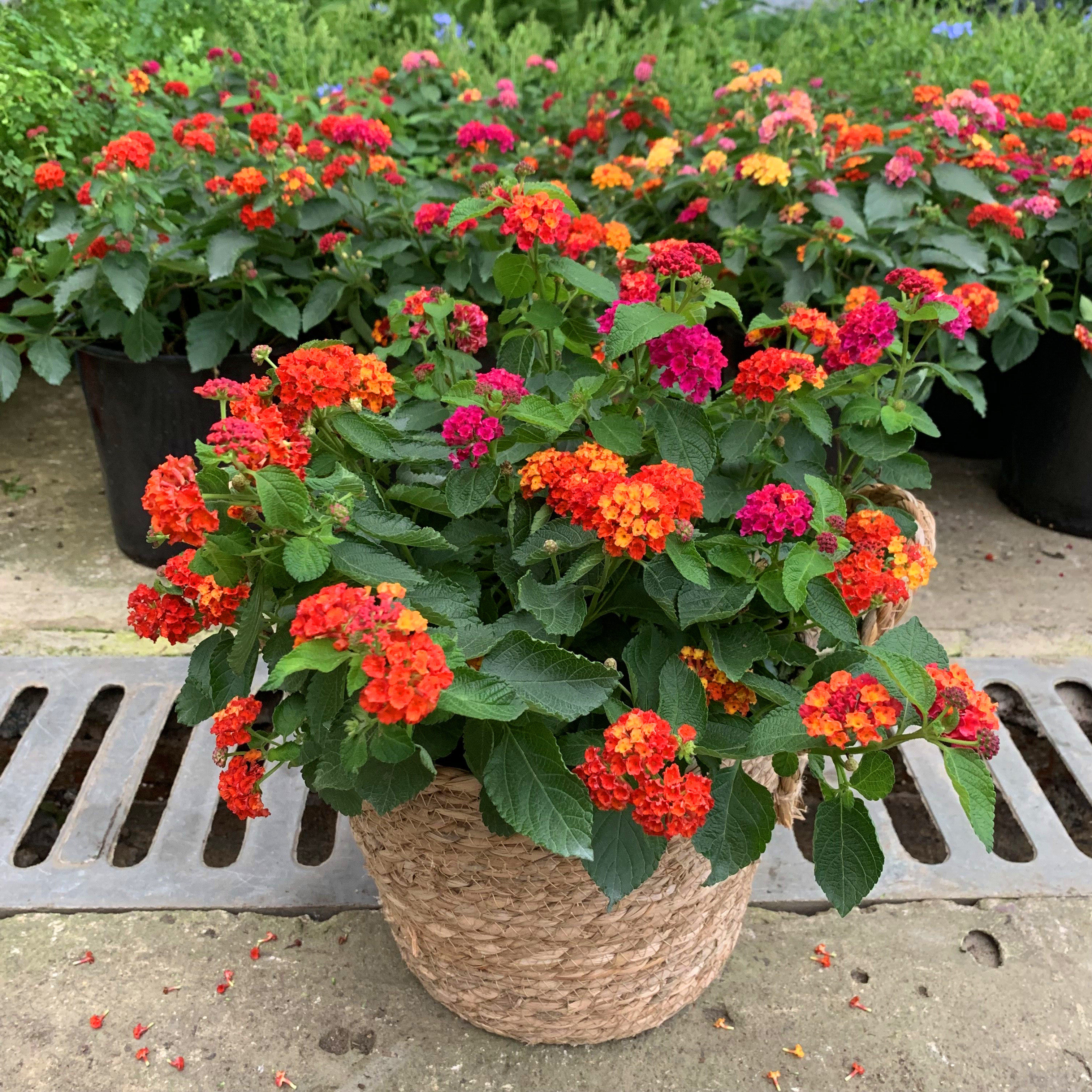 五色盆栽花苗庭院阳台花卉耐热热马樱丹绿植时令草本花卉