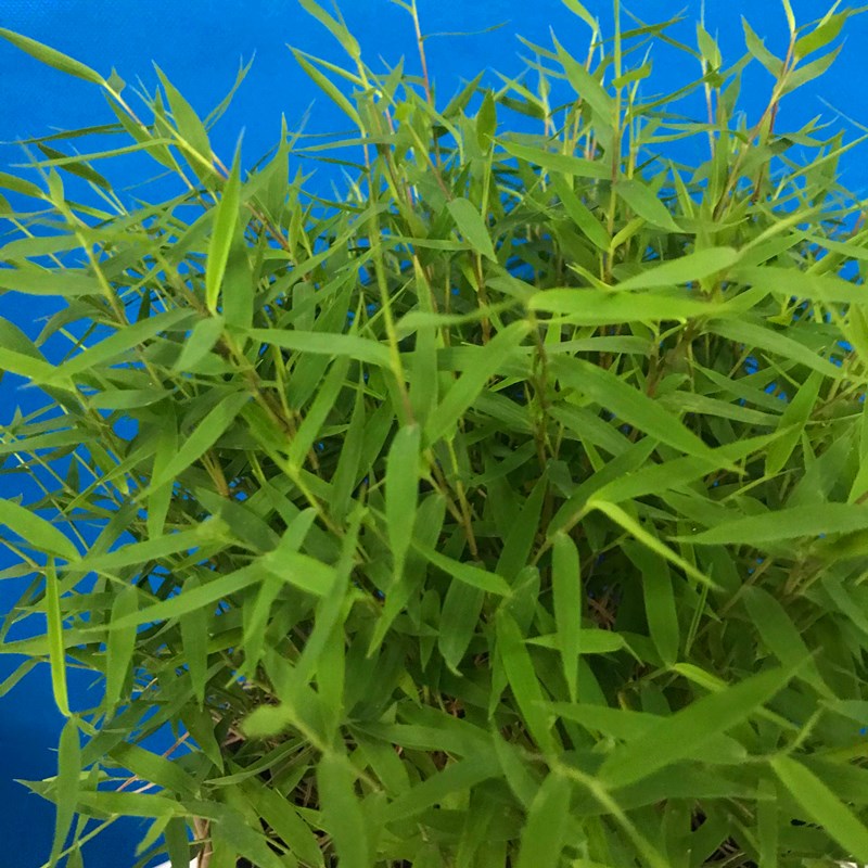 盆栽四季植物过滤沼泽翠竹叶盆栽景观观竹子迷你时令草本花卉