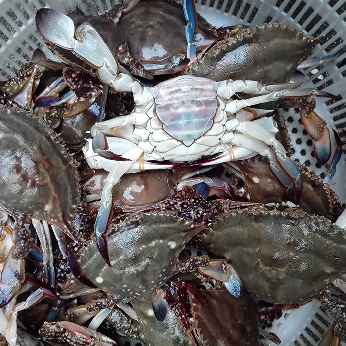 梭子鲜活母大海蟹螃蟹新鲜满黄红膏蟹超大野生梭子蟹