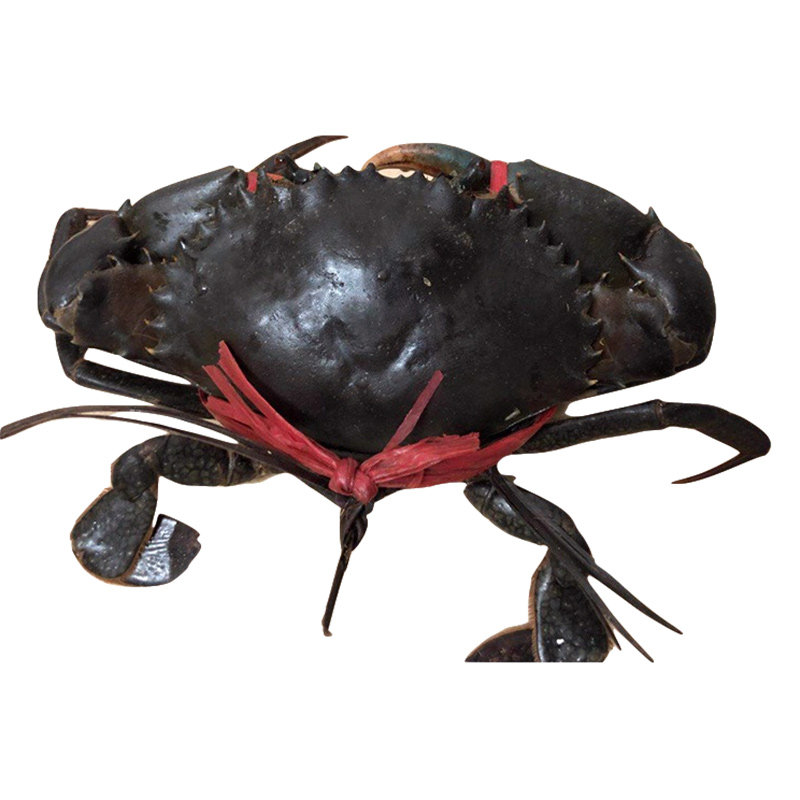 孟加拉铁泥鲜活海蟹公蟹8两缅甸4xl螃蟹蟹肉青蟹