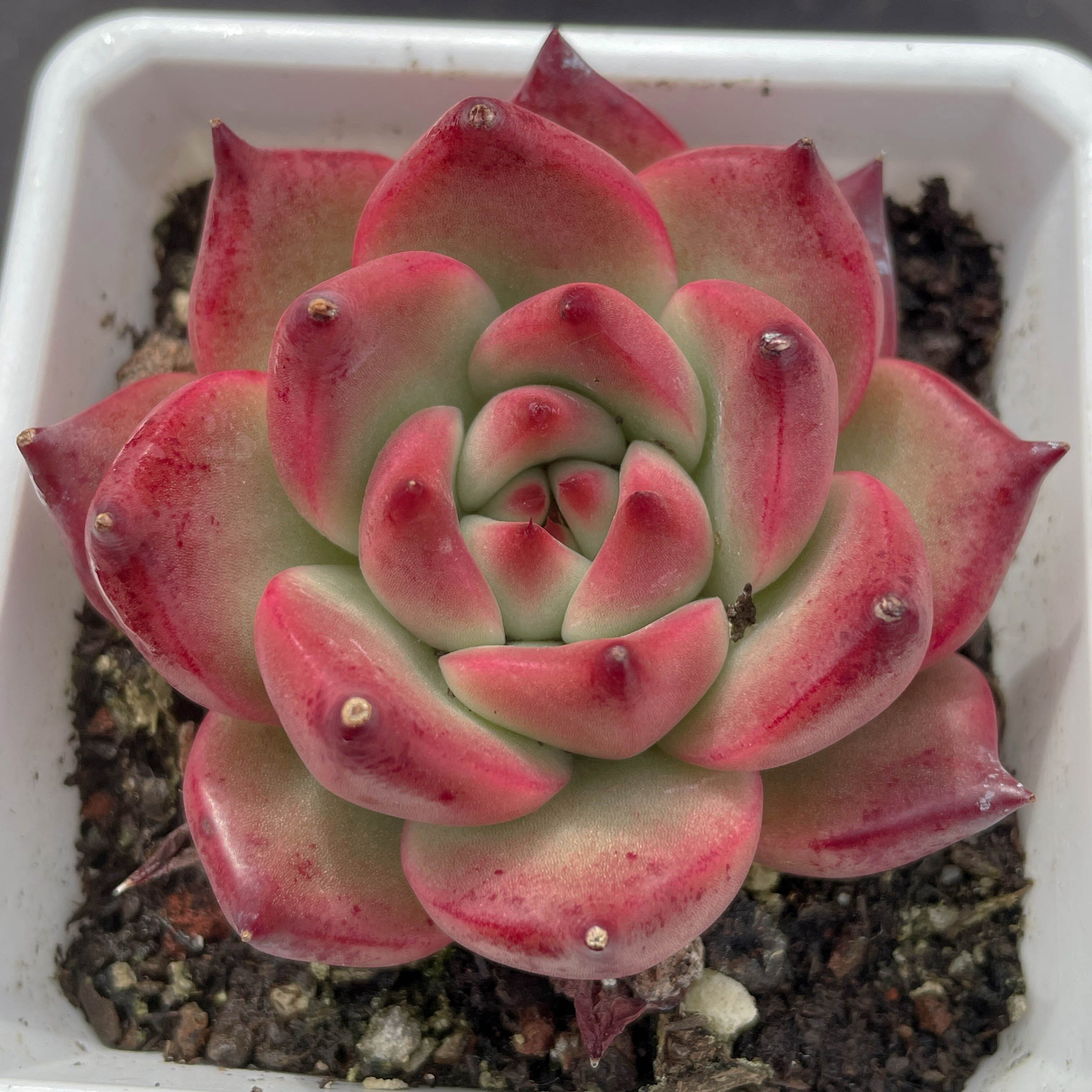 皮蛋一物一拍冬云新品韩国进口红色稀有精品多肉植物